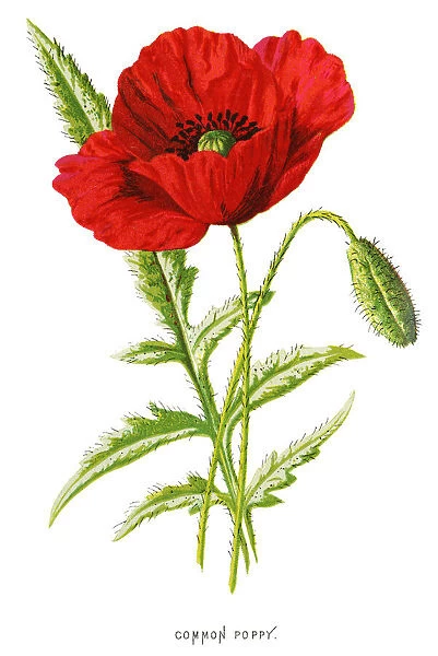 common red poppy
