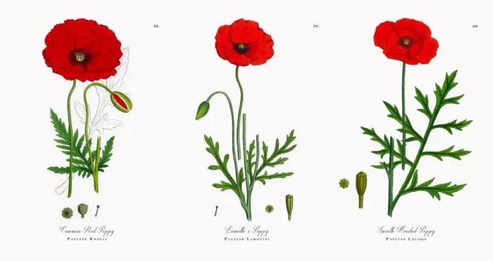 Framed Print : Common Red Poppy, Papaver Rhoeas, Victorian Botanical Illustration, 1863 Framed Print : Common Red Poppy, Papaver Rhoeas, Victorian Botanical Illustration, 1863
