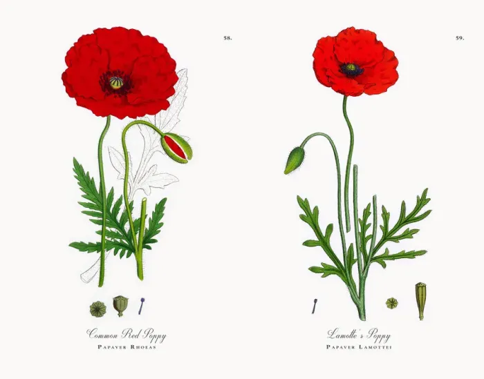 Framed Print : Common Red Poppy, Papaver Rhoeas, Victorian Botanical Illustration, 1863 Framed Print : Common Red Poppy, Papaver Rhoeas, Victorian Botanical Illustration, 1863
