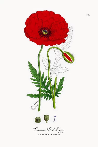Common Red Poppy, Papaver Rhoeas, Victorian Botanical Illustration, 1863