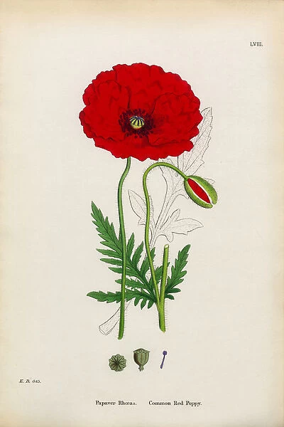 Common Red Poppy, Papaver Rhoeas, Victorian Botanical Illustration, 1863