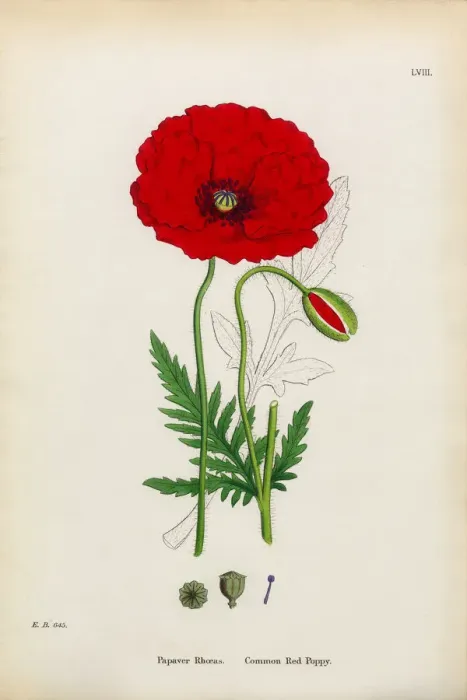 Framed Print : Common Red Poppy, Papaver Rhoeas, Victorian Botanical Illustration, 1863 Framed Print : Common Red Poppy, Papaver Rhoeas, Victorian Botanical Illustration, 1863