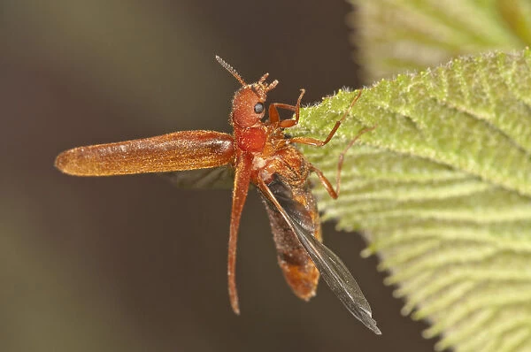 Common Red Soldier Beetle -Rhagonycha fulva- preparing to fly, Untergroningen, Abtsgmuend, Baden-Wurttemberg, Germany