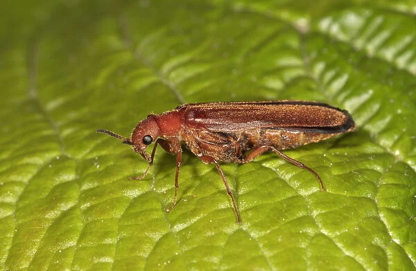 Common Red Soldier Beetle -Rhagonycha fulva-, Untergroningen, Abtsgmuend, Baden-Wurttemberg, Germany