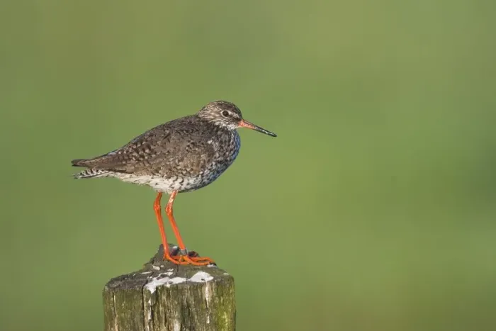 Framed Print : common redshank, emsland, green, natural environment, niedersachsen, norddeutschland Framed Print : common redshank, emsland, green, natural environment, niedersachsen, norddeutschland