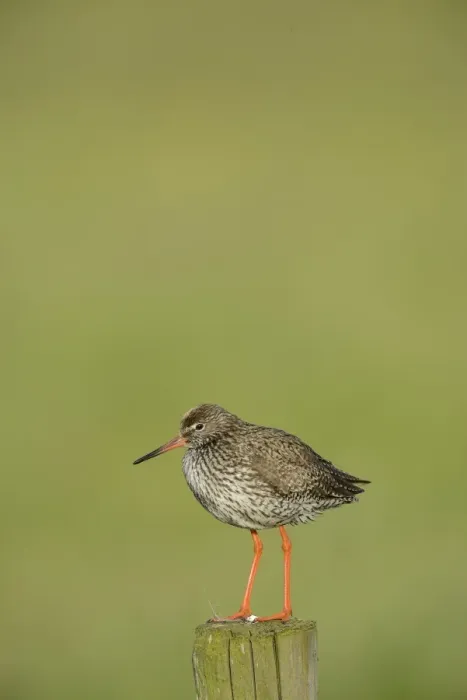 Framed Print : Common Redshank -Tringa totanus-, perched on a post, Texel, The Netherlands, Europe Framed Print : Common Redshank -Tringa totanus-, perched on a post, Texel, The Netherlands, Europe