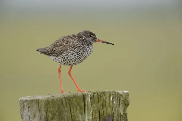 Framed Print : Common Redshank -Tringa totanus-, perched on a post, Texel, The Netherlands, Europe Framed Print : Common Redshank -Tringa totanus-, perched on a post, Texel, The Netherlands, Europe