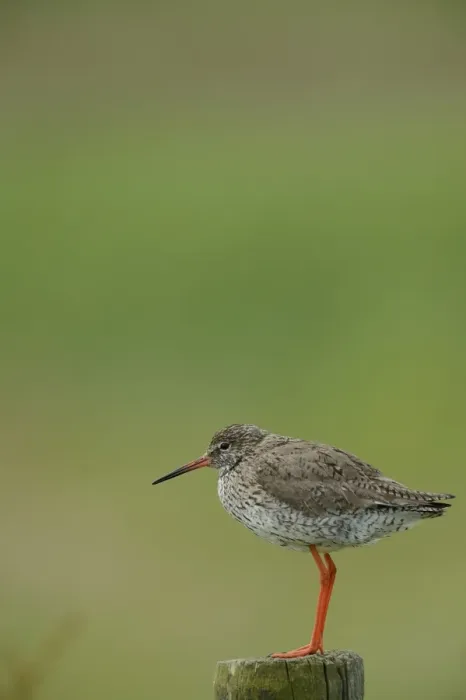 Framed Print : Common Redshank -Tringa totanus-, perched on a post, Texel, The Netherlands, Europe Framed Print : Common Redshank -Tringa totanus-, perched on a post, Texel, The Netherlands, Europe