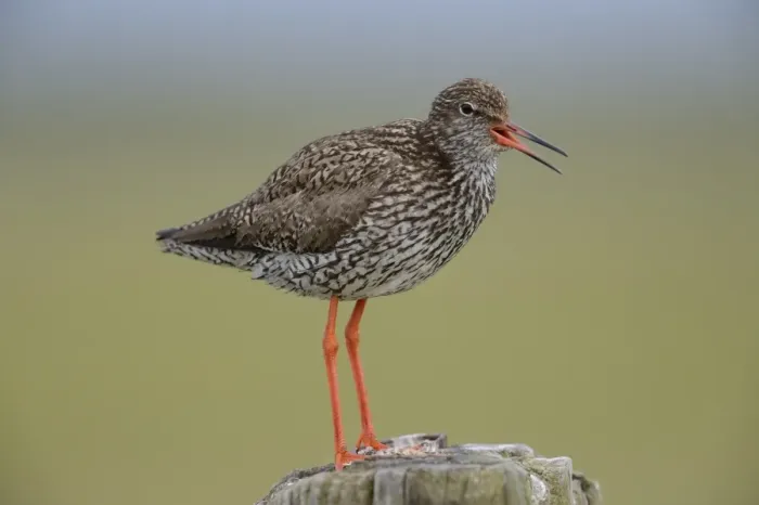 Framed Print : Common Redshank -Tringa totanus-, perched on a post, Texel, The Netherlands, Europe Framed Print : Common Redshank -Tringa totanus-, perched on a post, Texel, The Netherlands, Europe