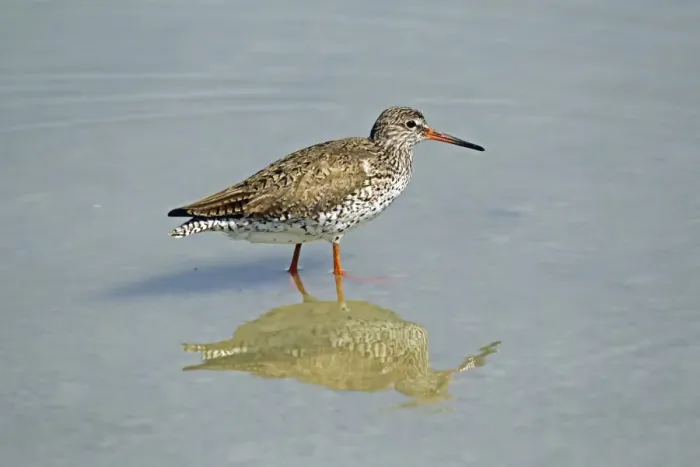 Framed Print : Common Redshank -Tringa totanus-, Burgenland, Austria, Europe Framed Print : Common Redshank -Tringa totanus-, Burgenland, Austria, Europe