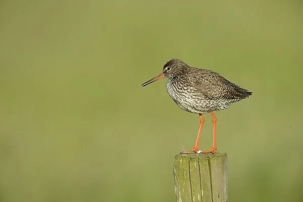 Common Redshank -Tringa totanus-, perched on a post, Texel, The Netherlands, Europe