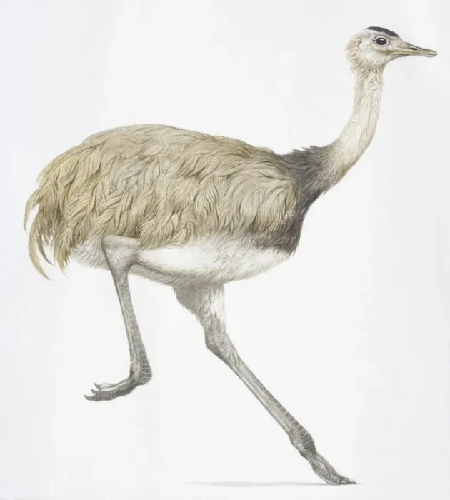 Framed Print : Common Rhea, Rhea americana, grey running bird Framed Print : Common Rhea, Rhea americana, grey running bird