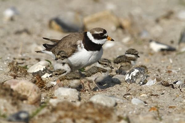 Common Ringed Plover or Ringed Plover -Charadrius hiaticula-, adult bird with hatched chicks, Eidersperrwerk, North Frisia, Germany, Europe