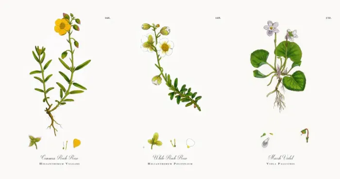 Framed Print : Common Rock Rose, Helianthemum Vulgare, Victorian Botanical Illustration, 1863 Framed Print : Common Rock Rose, Helianthemum Vulgare, Victorian Botanical Illustration, 1863