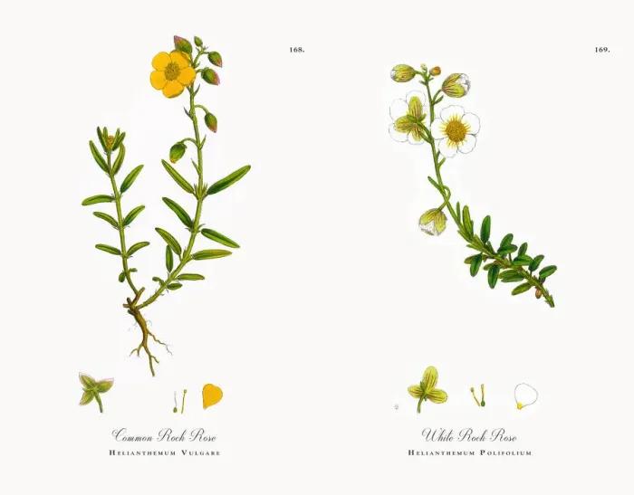 Framed Print : Common Rock Rose, Helianthemum Vulgare, Victorian Botanical Illustration, 1863 Framed Print : Common Rock Rose, Helianthemum Vulgare, Victorian Botanical Illustration, 1863
