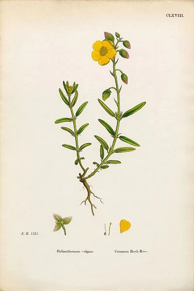 Common Rock Rose, Helianthemum Vulgare, Victorian Botanical Illustration, 1863