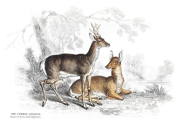 The Common Roebuck engraving 1855