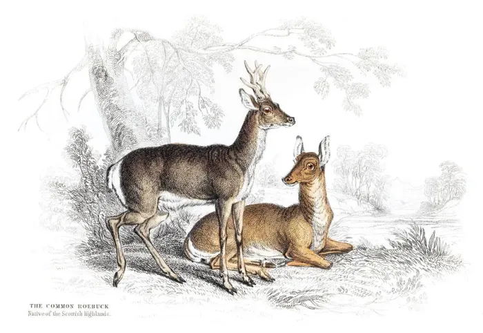 Framed Print : The Common Roebuck engraving 1855