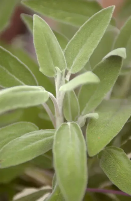 Framed Print : Common sage, close up Framed Print : Common sage, close up