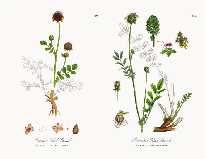 Framed Print : Common Salad Burnet, Poterium Sanguisorba, Victorian Botanical Illustration, 1863 Framed Print : Common Salad Burnet, Poterium Sanguisorba, Victorian Botanical Illustration, 1863