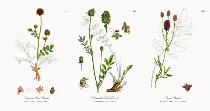 Framed Print : Common Salad Burnet, Poterium Sanguisorba, Victorian Botanical Illustration, 1863