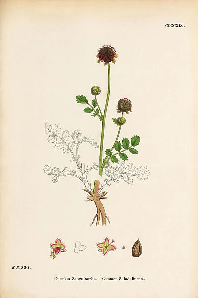 Common Salad Burnet, Poterium Sanguisorba, Victorian Botanical Illustration, 1863