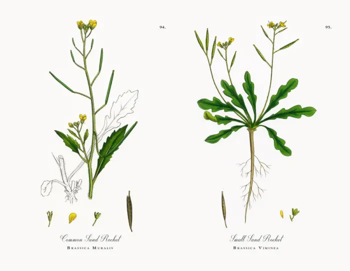 Framed Print : Common Sand Rocket, Brassica Muralis, Victorian Botanical Illustration, 1863 Framed Print : Common Sand Rocket, Brassica Muralis, Victorian Botanical Illustration, 1863