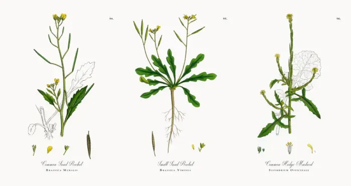 Framed Print : Common Sand Rocket, Brassica Muralis, Victorian Botanical Illustration, 1863 Framed Print : Common Sand Rocket, Brassica Muralis, Victorian Botanical Illustration, 1863