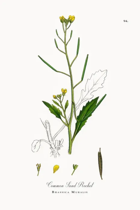 Framed Print : Common Sand Rocket, Brassica Muralis, Victorian Botanical Illustration, 1863 Framed Print : Common Sand Rocket, Brassica Muralis, Victorian Botanical Illustration, 1863