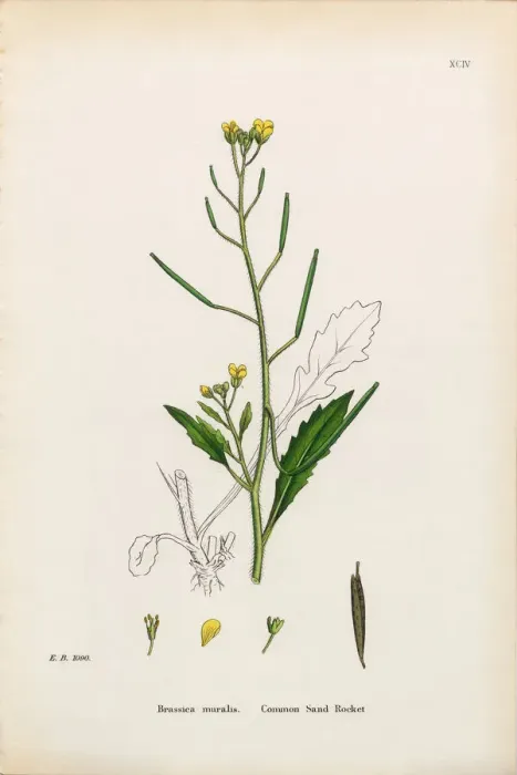 Framed Print : Common Sand Rocket, Brassica Muralis, Victorian Botanical Illustration, 1863 Framed Print : Common Sand Rocket, Brassica Muralis, Victorian Botanical Illustration, 1863