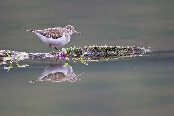 Common Sandpiper -Actitis hypoleucos- foraging on a floating tree trunk, North Hesse, Hesse, Germany