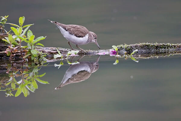 Common Sandpiper -Actitis hypoleucos- foraging on a floating tree trunk, North Hesse, Hesse, Germany