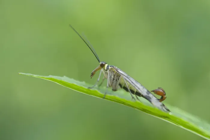 Framed Print : Common Scorpion Fly -Panorpa communis-, male, Haren, Emsland region, Lower Saxony, Germany, Europe Framed Print : Common Scorpion Fly -Panorpa communis-, male, Haren, Emsland region, Lower Saxony, Germany, Europe