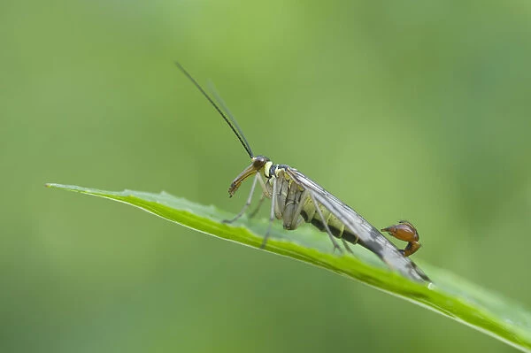 Common Scorpion Fly -Panorpa communis-, male, Haren, Emsland region, Lower Saxony, Germany, Europe