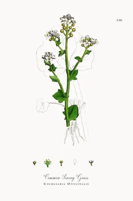 Framed Print : Common Scurvy Grass, Cochlearia Officinalis, Victorian Botanical Illustration, 1863 Framed Print : Common Scurvy Grass, Cochlearia Officinalis, Victorian Botanical Illustration, 1863