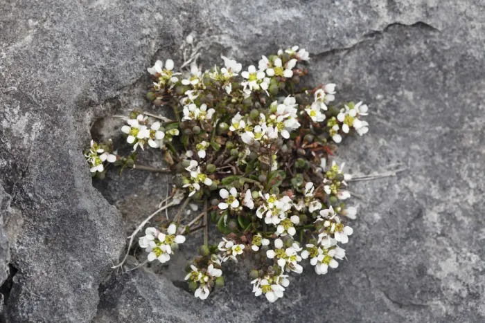 Framed Print : Common Scurvygrass (Cochlearia officinalis), Burren, Ireland, Europe