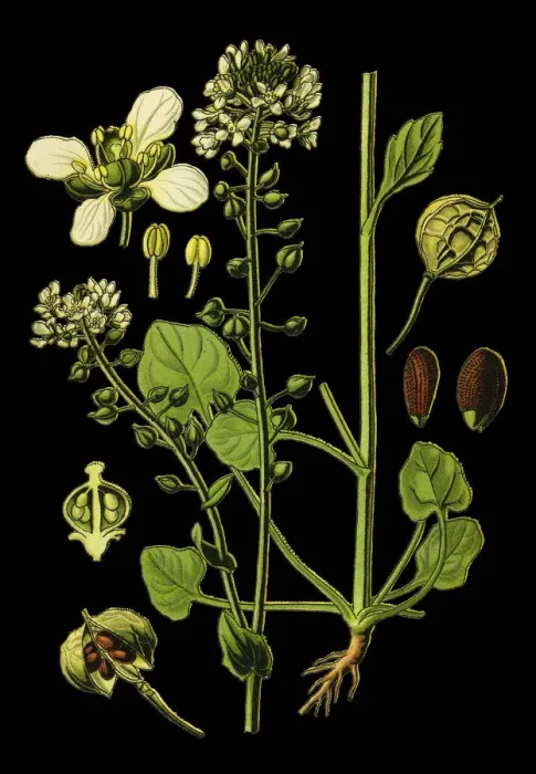 Framed Print : Common Scurvygrass, scurvy-grass, spoonwort