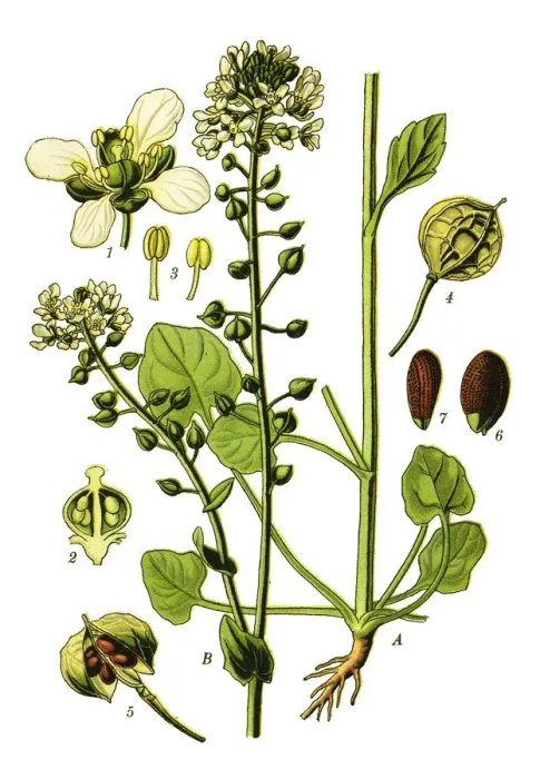 Framed Print : Common Scurvygrass, scurvy-grass, spoonwort Framed Print : Common Scurvygrass, scurvy-grass, spoonwort