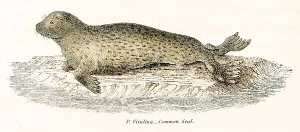 Common seal engraving 1803