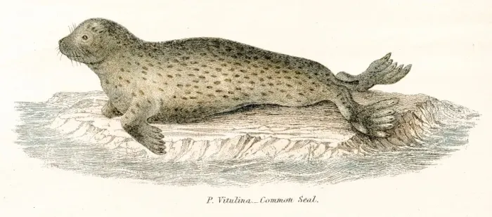 Framed Print : Common seal engraving 1803 Framed Print : Common seal engraving 1803