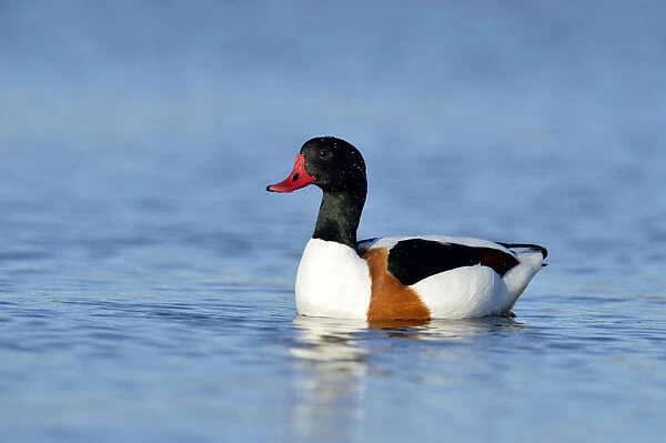 Common Shelduck -Tadorna tadorna-, swimming, Oosterend, Texel, West Frisian Islands, province of North Holland, The Netherlands