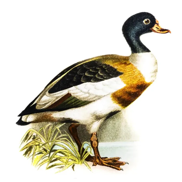 Framed Print : Common Shelduck (Tadorna vulpanser) Framed Print : Common Shelduck (Tadorna vulpanser)