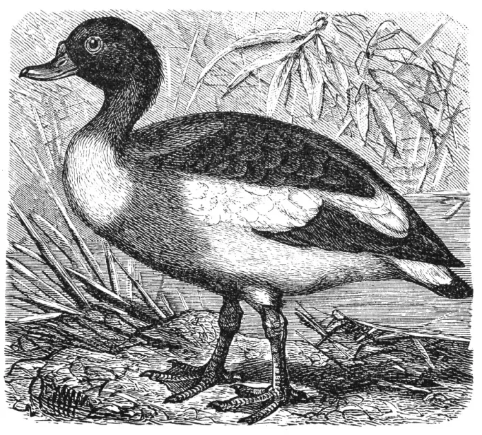 Framed Print : Common Shelduck (Tadorna vulpanser) Framed Print : Common Shelduck (Tadorna vulpanser)