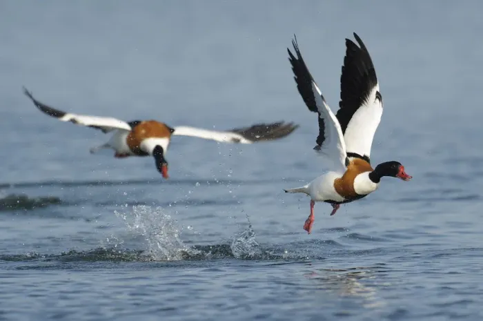 Framed Print : Common shelducks -Tadorna tadorna- fighting Framed Print : Common shelducks -Tadorna tadorna- fighting