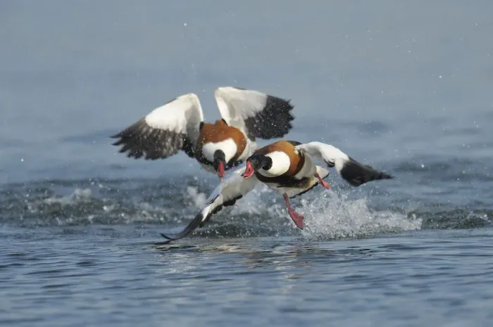 Framed Print : Common shelducks -Tadorna tadorna- fighting Framed Print : Common shelducks -Tadorna tadorna- fighting