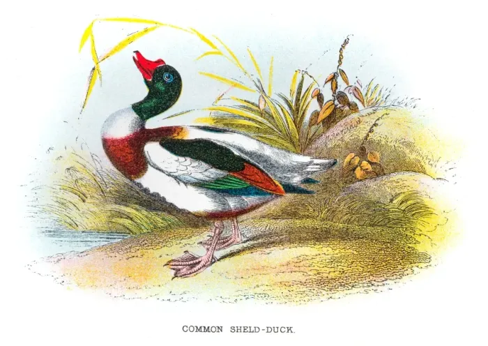 Framed Print : Common shield duck engraving 1896