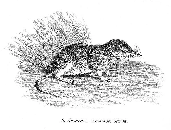 The common shrew illustration 1803