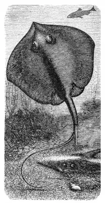 Framed Print : Common skate (Raja batis) Framed Print : Common skate (Raja batis)