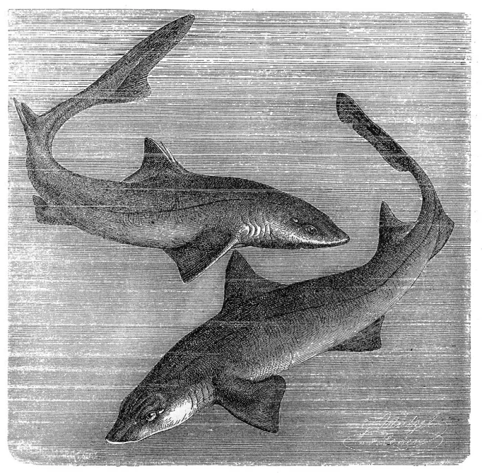 Framed Print : The common smooth-hound (Mustelus mustelus) and spiny dogfish, spurdog, mud shark, piked dogfish (Squalus acanthias) Framed Print : The common smooth-hound (Mustelus mustelus) and spiny dogfish, spurdog, mud shark, piked dogfish (Squalus acanthias)