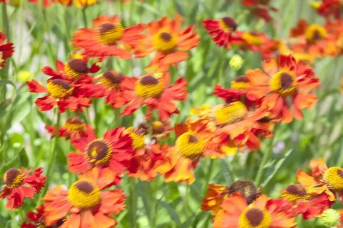 Framed Print : Common sneezeweed, Large-flowered Sneezeweed -Helenium autumnale-, United Kingdom Framed Print : Common sneezeweed, Large-flowered Sneezeweed -Helenium autumnale-, United Kingdom